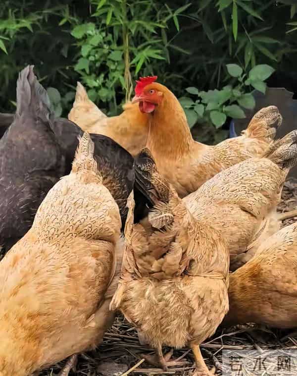 冬天散养土鸡也能高产蛋！20只鸡下18个蛋，就靠这几个笨办法