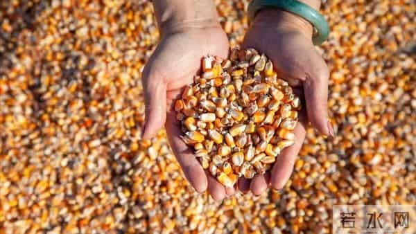 玉米一夜翻涨，后期走势分析