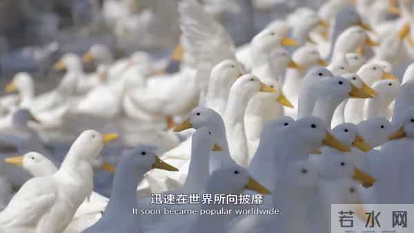 真相来了，一只活鸭上百块，一只烤鸭只要25元，你还敢吃吗？