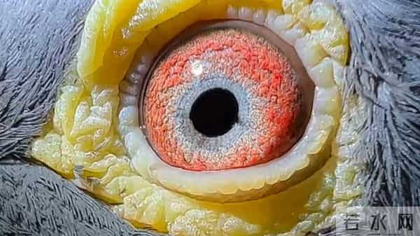 探访华锋鸽舍传奇配对~作育 双子代问鼎开尔冠军