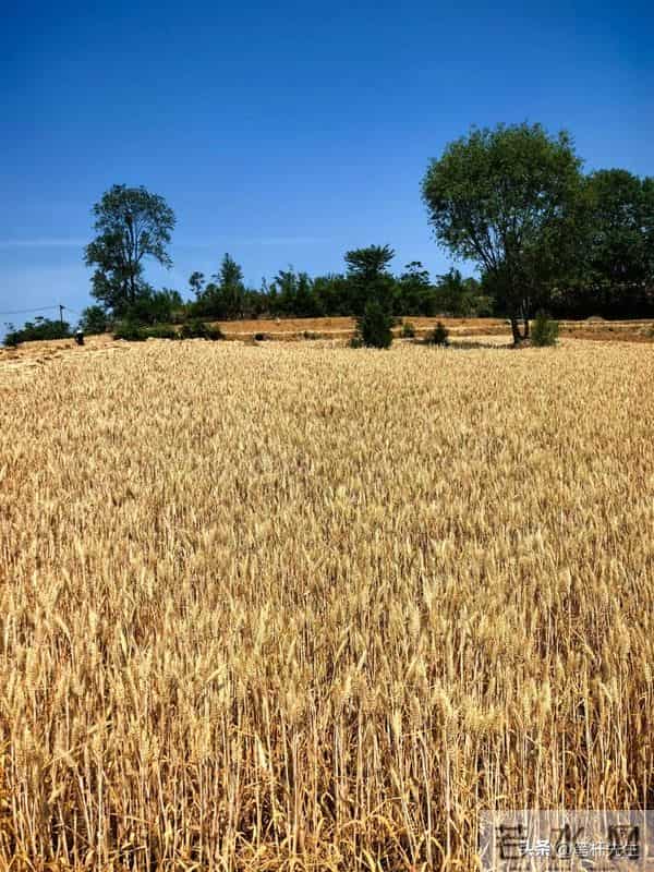 价格暴涨 5 倍!巴基斯坦小麦供应告急,4 大因素致产量连年下滑