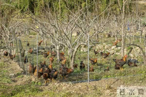 养鸡选芦花鸡还是三黄鸡，老何10年养殖经验总结，新手照选不踩坑