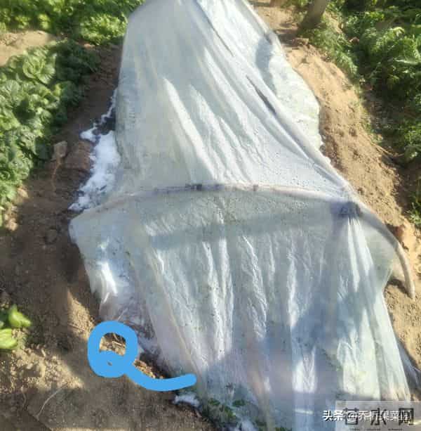 对这三类越冬菜过度保护，菜们不乐意！