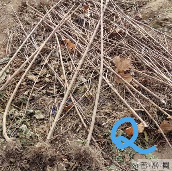 对这三类越冬菜过度保护，菜们不乐意！