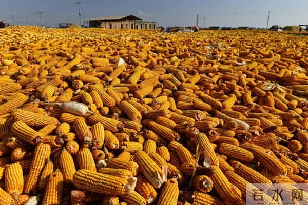 东北回调，华北上涨，玉米价格震荡背后的博弈，你了解多少？