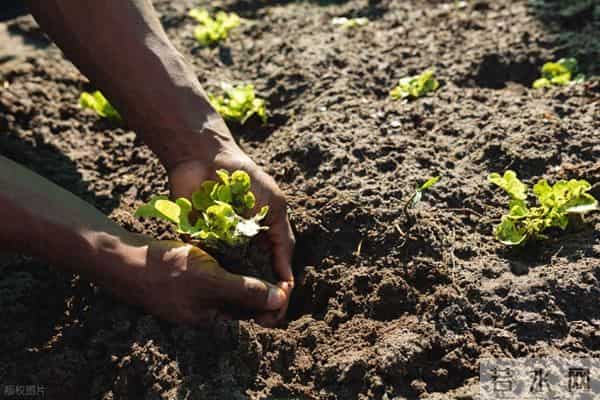 大雪节气还能栽露地莴苣吗？老话说：只要窝能开，莴苣就能栽！
