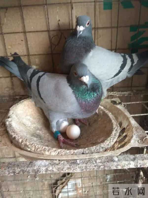 这几种鸽子尽量不开家