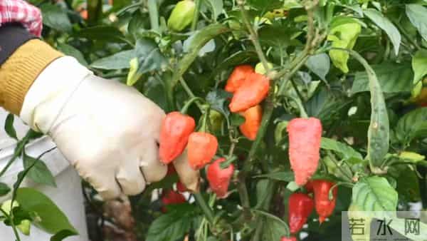 试种成功！弥勒的她年增收30万