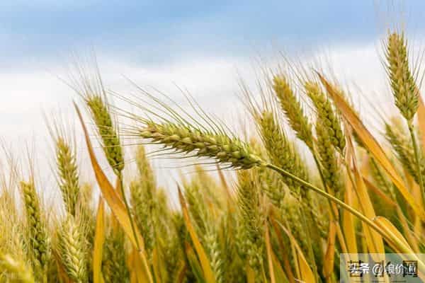 明日12月13日小麦“全线下跌”！小麦“集体飘绿”跌声一片！