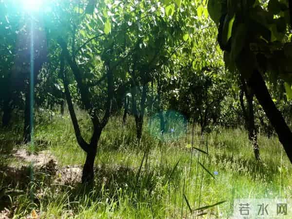 小果树快速长大成型的实用技巧