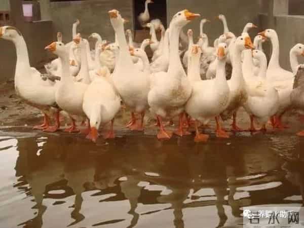 怎样区分公鹅和母鹅？