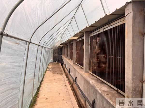 从耍猴到养猴：南阳新野抢占实验猴产业新赛道