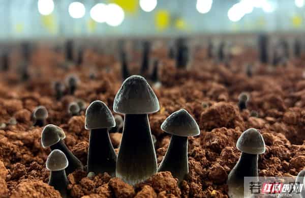 湘潭农博会倒计时2天 丰富农产品即将呈现