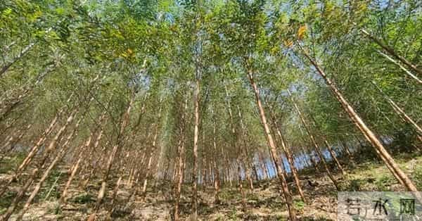 美国日本严禁种植，为何中国还要大量种植？这是什么原因呢？