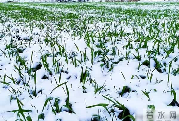 今年三九天，"十年不遇"，今年冬天到底会不会冷？