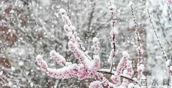 “十月廿五晴，遍地起坟头”，明日十月廿五，十月廿五晴啥预兆？