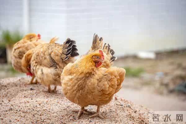 养鸡选芦花鸡还是三黄鸡，老何10年养殖经验总结，新手照选不踩坑