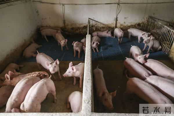 4000万头存栏线失守！生猪价格跌破成本线，2026年下半年将迎转机？