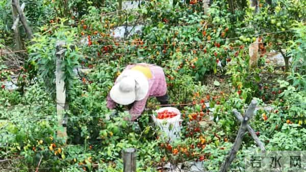 试种成功！弥勒的她年增收30万