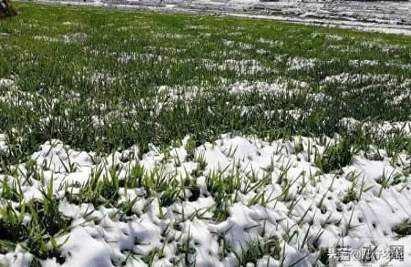 多地降雪如期而至，降雪降温会给小麦带来冻害吗？抓紧了解