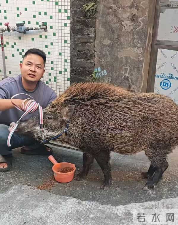 广州男子收养小野猪一年多从30斤长到150斤,曾有人开价5万购买遭拒