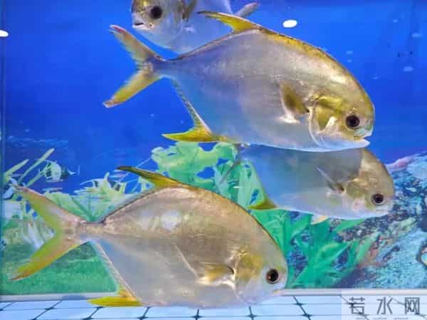 突破千亿！“海上新广东”新闻发布会透露湛江重磅信息→