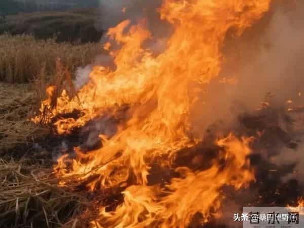 秸秆焚烧争议不休：中国新规有调整，国外做法很实在！