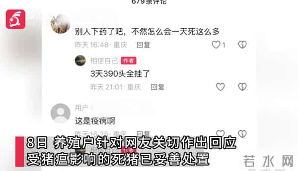 损失惨重!重庆一养殖户3天死390头猪,当地政府:死猪已妥善处置