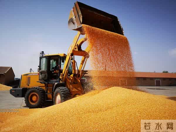 玉米跌惨了？一夜之间集体下跌，市场发生了啥？12月11日玉米报价