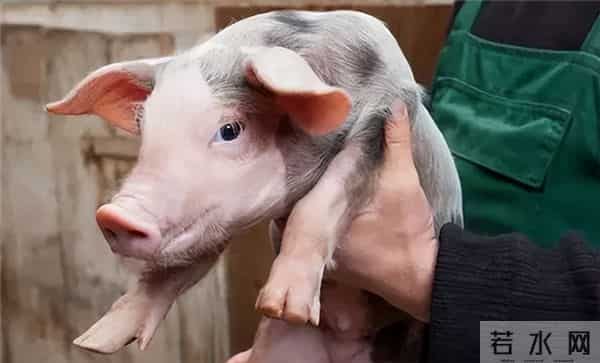 农业农村部监测预警：生猪、仔猪、猪肉价格继续下跌，饲料涨价了