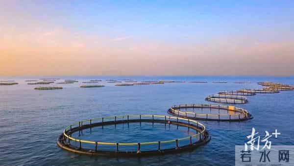 广东省农业农村厅：已累计建成重力式深水网箱7498个，居全国第一