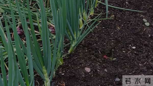 草木灰3类菜却“怕”它！撒错就死苗，老农经验：这几种坚决别用