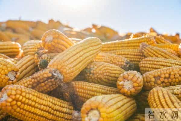 12月14日玉米价格反弹，优质粮溢价凸显，囤货认准它！