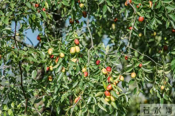枣树别瞎种！试试嫁接这些树，果子又大又甜，看完我也心动了！