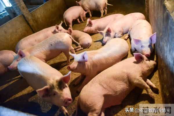 多地悄然飘红，年后这波行情养户须提前布局！丨附明日12.12猪价