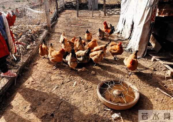 冬天散养土鸡也能高产蛋！20只鸡下18个蛋，就靠这几个笨办法