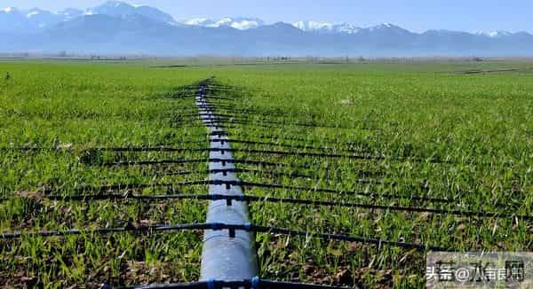 晚播小麦要注意，两种“错误”方法不可取，晚播麦田需延后管理！