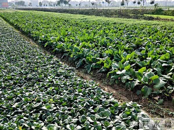 大雪过后别闲着！这8种耐寒蔬菜现在种正合适