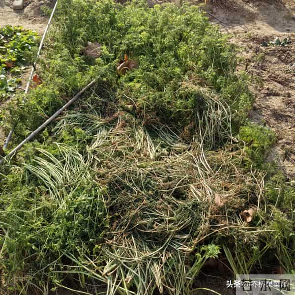对这三类越冬菜过度保护，菜们不乐意！