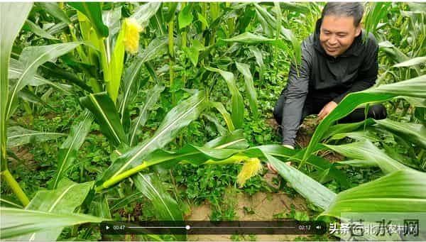你一定要知道：不管小麦，不管玉米，都是“抗性为王”