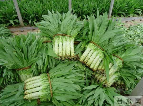 老话“冬害一层皮，春少一茬利”，莴笋越冬5件事 一件比一件关键