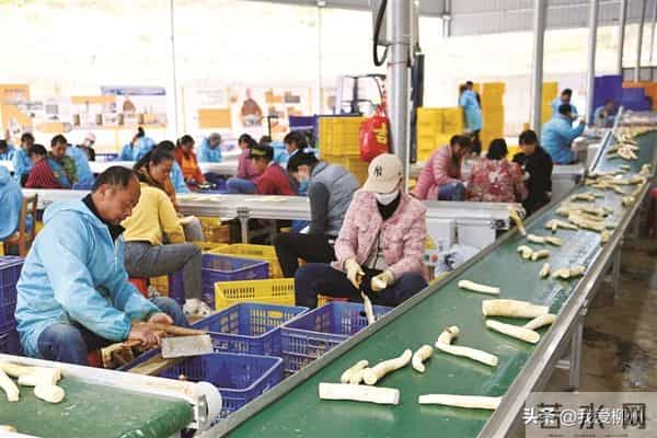 木薯“翻身”记——柳州木薯逐渐走上产业化道路