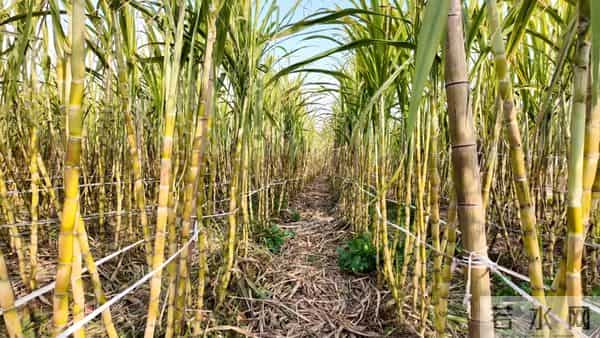 枝江这个村也有“黄金”了!