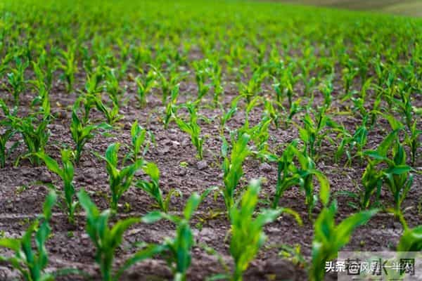 黄淮区域口碑优良夏玉米品种