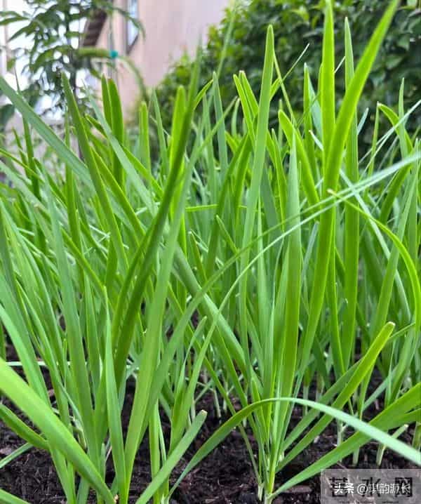 大雪后韭菜别不管！抓住15天养根黄金期，开春产量碾压邻居家！