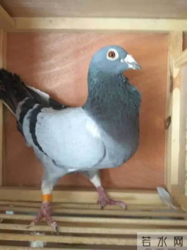 这几种鸽子尽量不开家