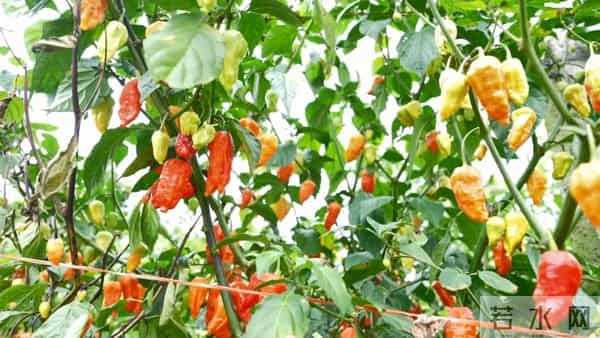 试种成功！弥勒的她年增收30万