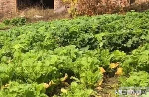 河北农村白菜价翻三倍,菜农扎堆收摊,地头藏了啥秘密?