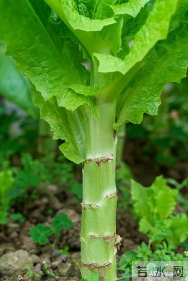 莴笋移栽后追肥有讲究！找准时间、用对肥，35天收获脆嫩大莴笋
