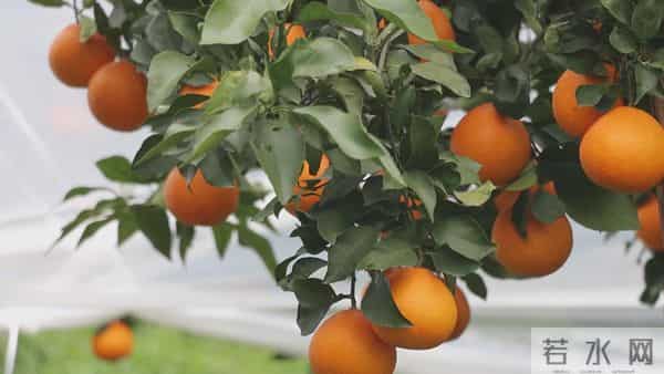 黔江千亩“红美人”迎丰收！